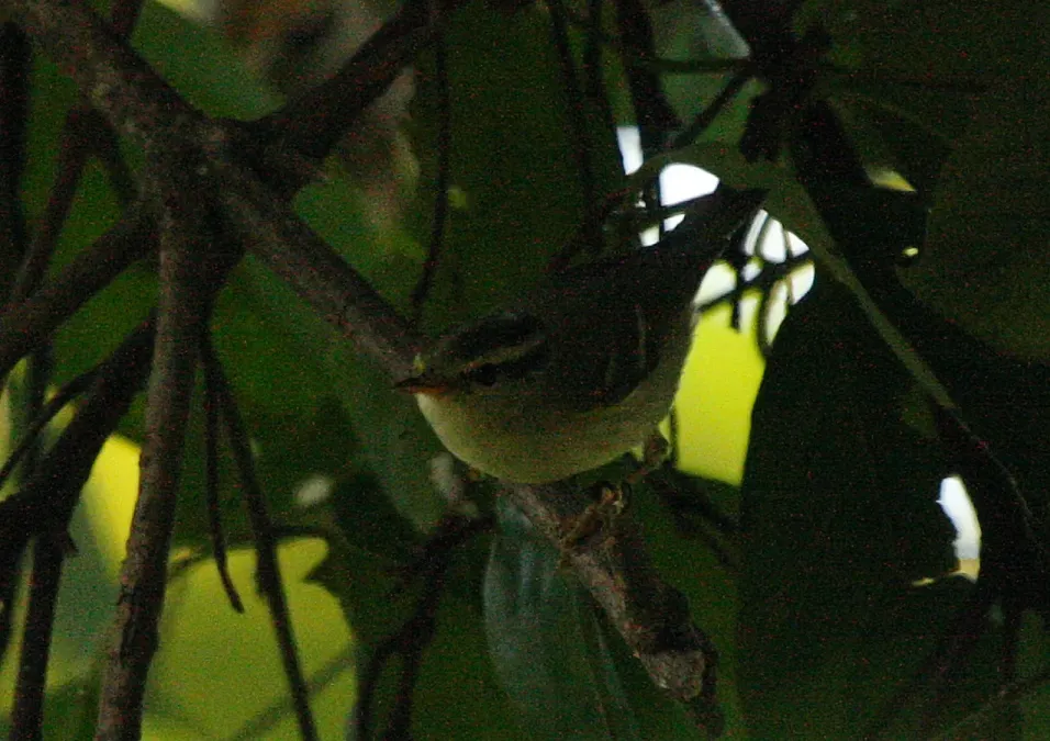 File:Blyth's Leaf-warbler Phylloscopus reguloides by Dr. Raju Kasambe IMG 2276 (5).JPG