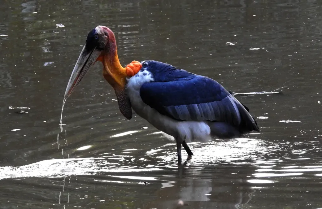 File:Greater Adjutant Leptoptilos dubius by Dr. Raju Kasambe (1).JPG