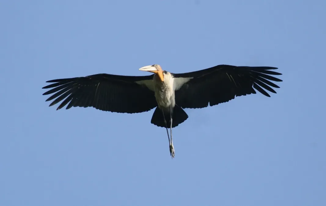 File:Greater Adjutant Leptoptilos dubius by Dr. Raju Kasambe (3).JPG
