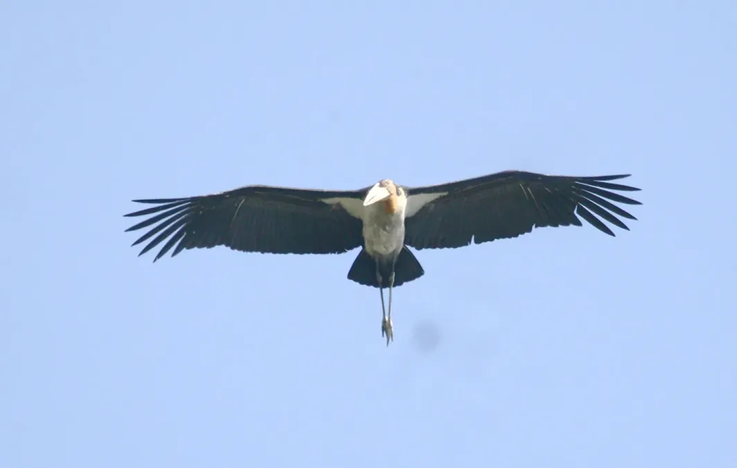 File:Greater Adjutant Leptoptilos dubius by Dr. Raju Kasambe (4).JPG