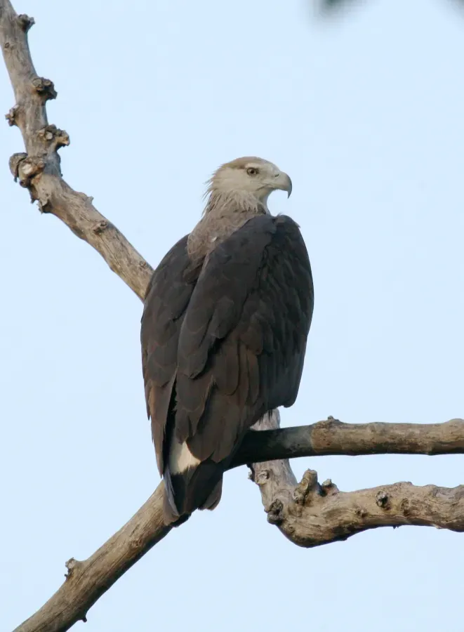 File:Pallas's Fish-eagle Haliaeetus leucoryphus by Dr. Raju Kasambe IMG 0582 (10).CR2.JPG
