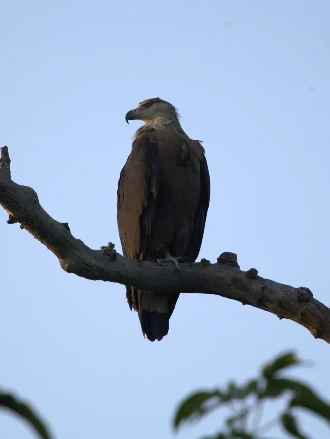 File:Pallas's Fish-eagle Haliaeetus leucoryphus by Dr. Raju Kasambe IMG 0582 (11).CR2.jpg