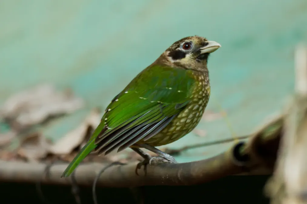 File:Ailuroedus crassirostris by Darren Bellerby.jpg
