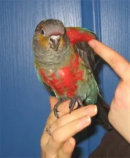 File:Pyrrhura perlata -pet-01.jpg