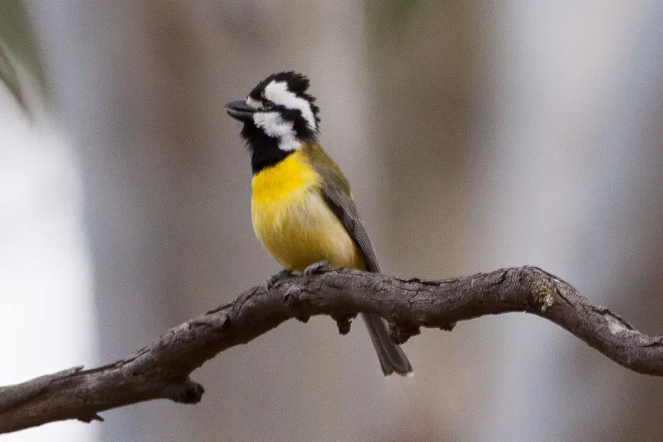 File:Falcunculus frontatus by Ron Knight.jpg