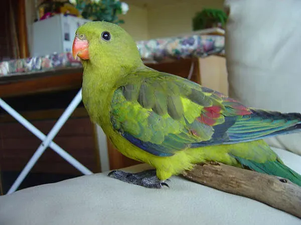 File:Polytelis anthopeplus -pet-6.jpg