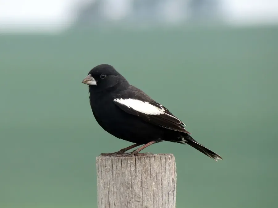 File:Calamospiza melanocorys by Nick Varvel.jpg