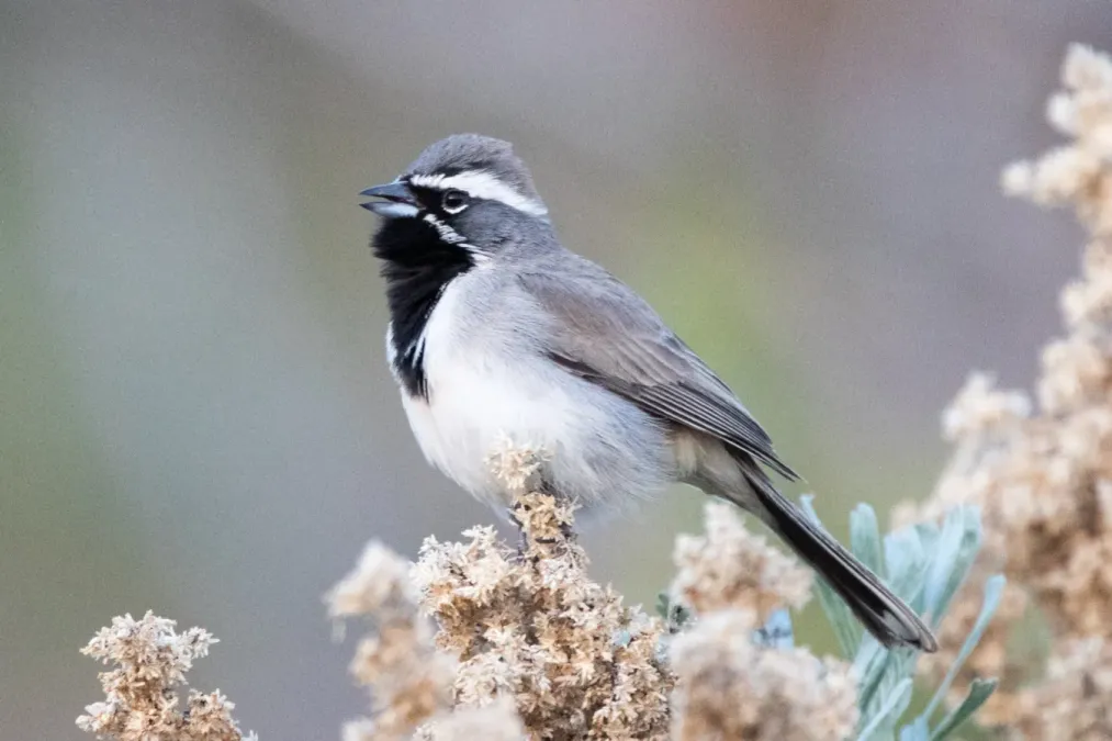 File:Amphispiza bilineata by Ron Knight.jpg