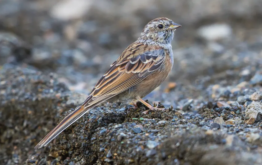 File:Godlewski's Bunting (Emberiza godlewskii) (16804118611) (cropped).jpg
