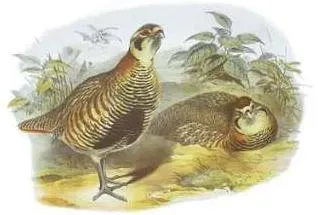 File:Perdix hodgsoniae John Gould.jpg