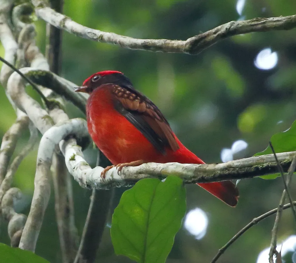 File:Phoenicircus carnifex - Guianan red cotinga (male) 01.JPG