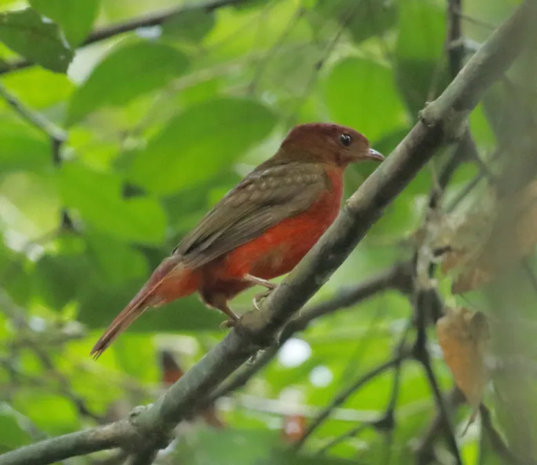 File:Phoenicircus carnifex - Guianan red cotinga (female).JPG