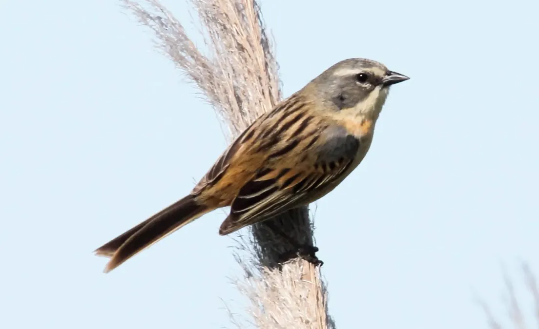 File:Long-tailed Reed-finch (Donacospiza albifrons) (15959493521) (cropped).jpg
