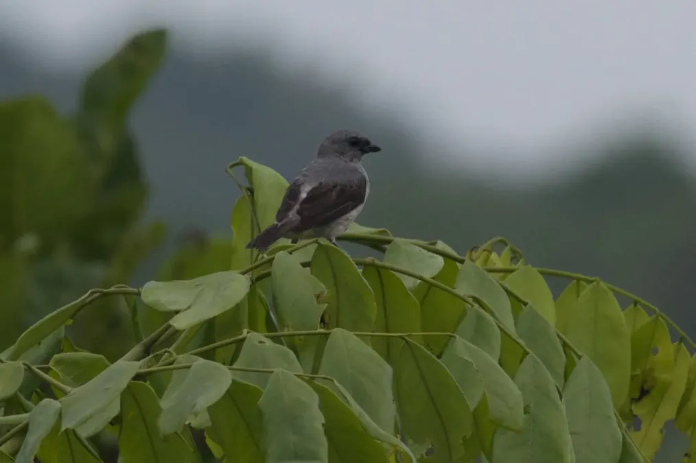 File:Tangara inornata by Brian Gratwicke.jpg