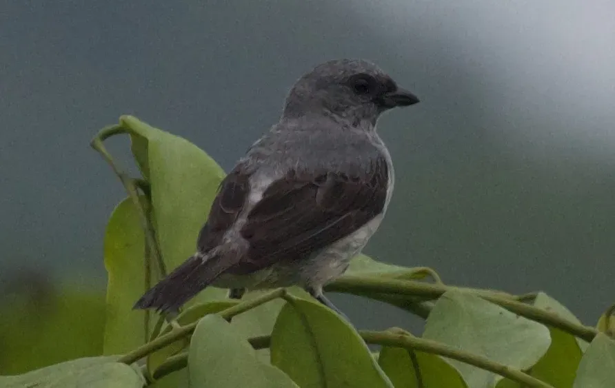 File:Tangara inornata by Brian Gratwicke (cropped).jpg