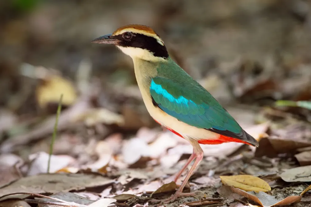 File:Pitta nympha by Jason Thompson.jpg