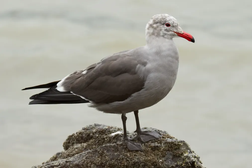 File:Larus heermanni at Richardson Bay.jpg