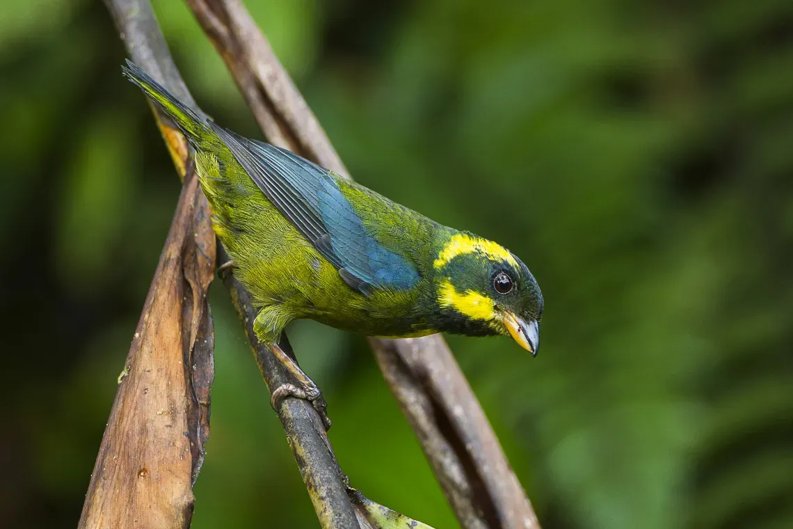 File:Bangsia aureocincta by Franscesco Veronesi.jpg