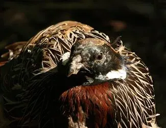 File:Stavenn Pucrasia macrolopha.jpg