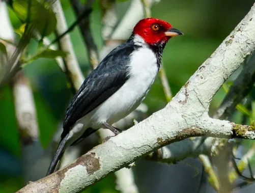 File:Paroaria gularis, Red-capped Cardinal (cropped).jpg