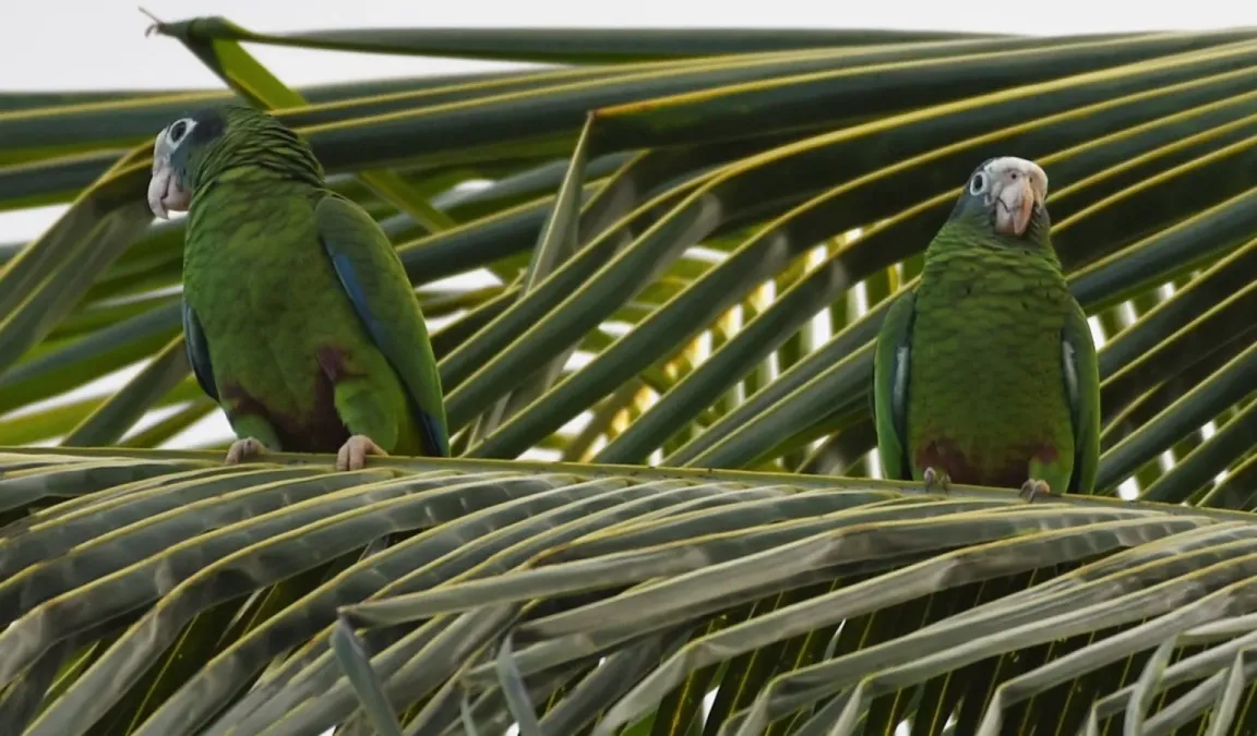 File:Blaukronenamazone (Amazona ventralis).JPG