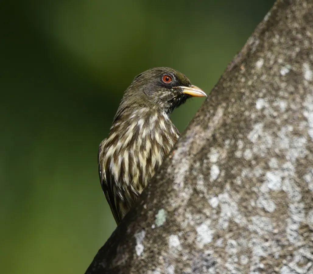 File:Palmenschwätzer Dulus dominicus.JPG