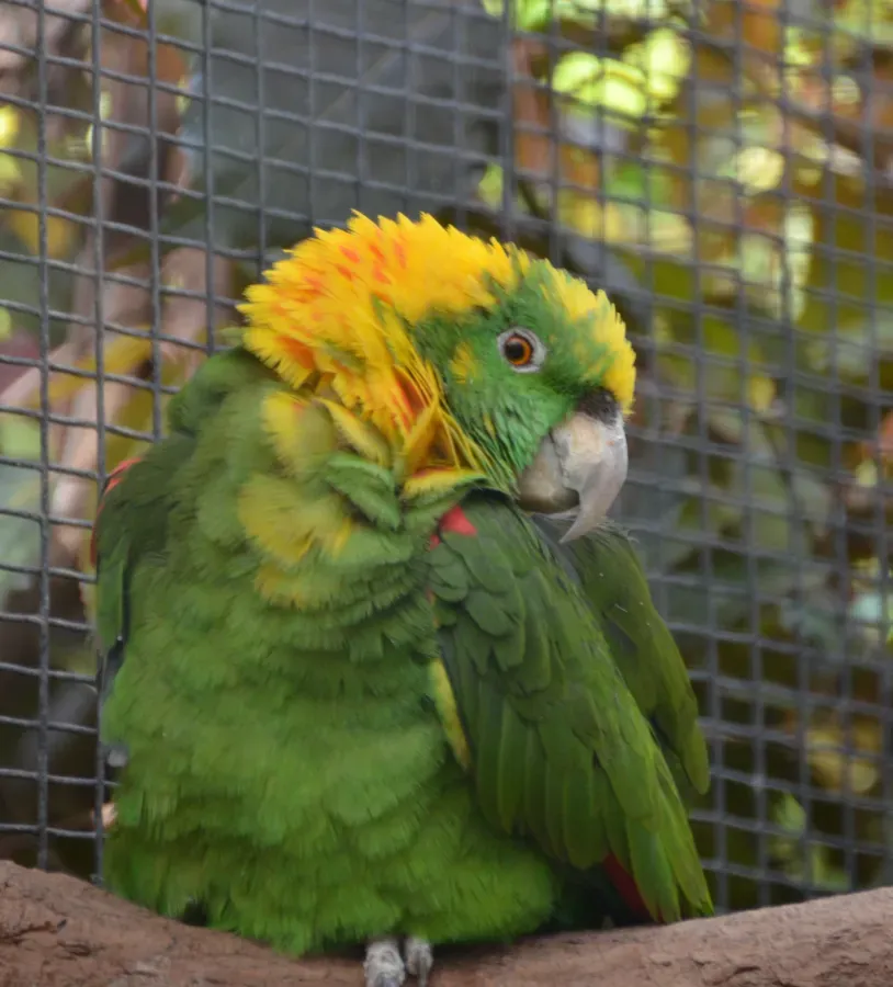File:Amazona auropalliata caribaea.JPG
