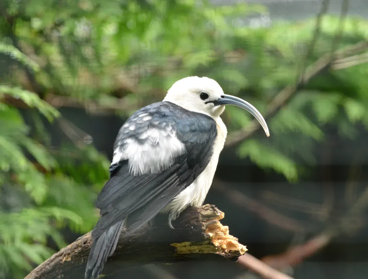 File:Sichelvanga (Falculea palliata).JPG
