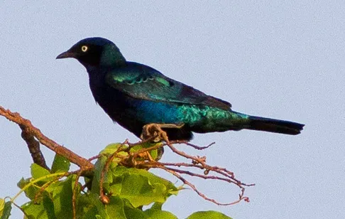 File:Bronze-tailed Starling (Lamprotornis chalcurus) (8080028430) (cropped).jpg