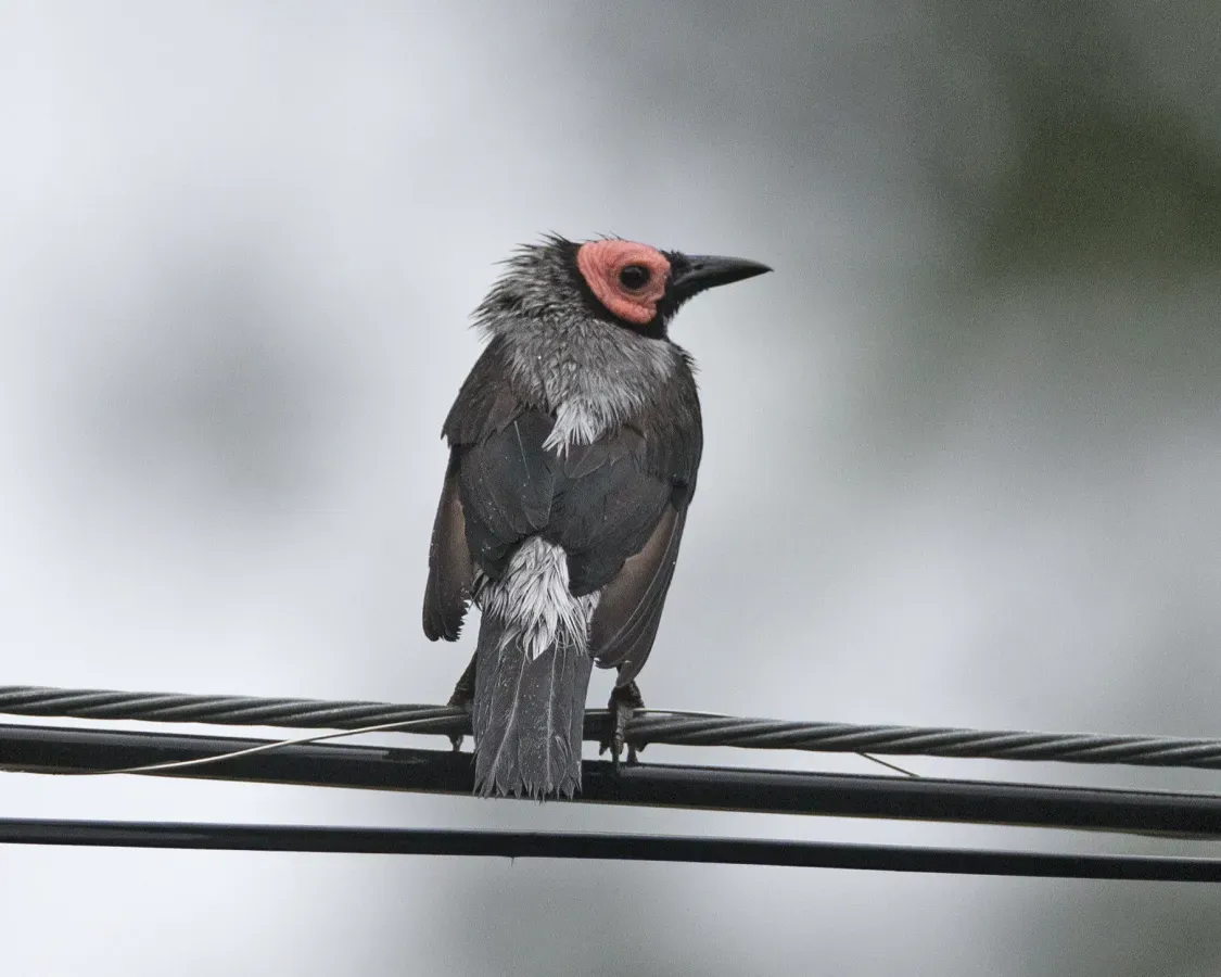 File:Sarcops calvus by Lip Kee Yap.jpg