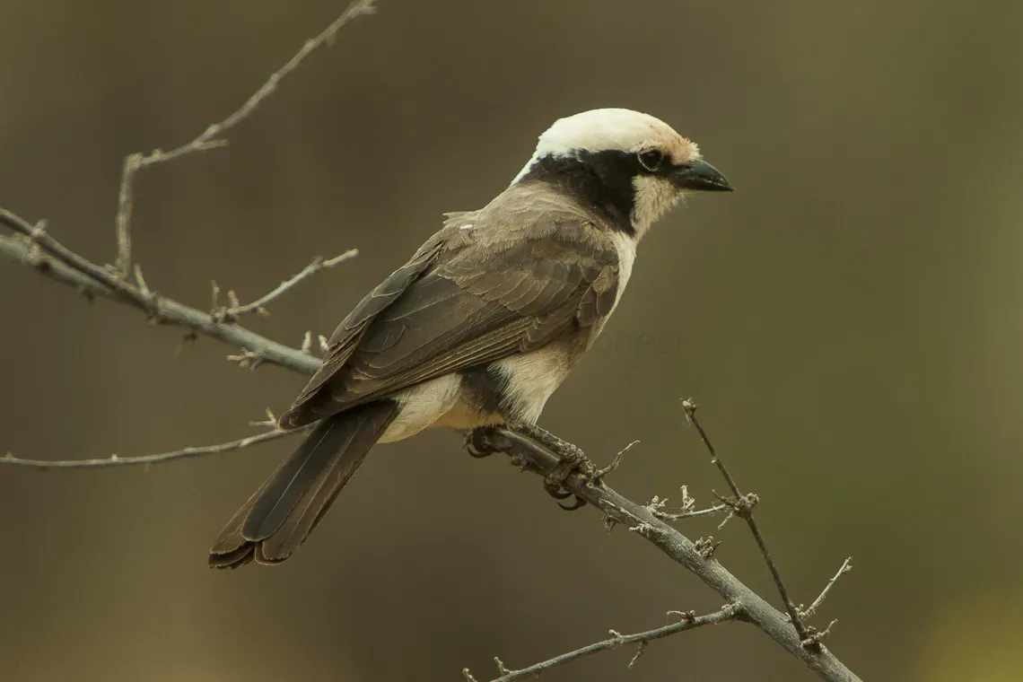 File:Eurocephalus ruppelli by Francesco Veronesi.jpg