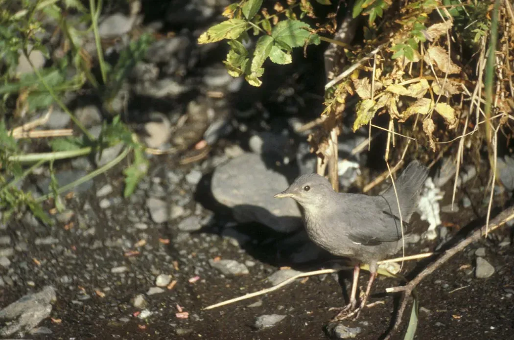 File:American Dipper - Cinclus mexicanus.jpg