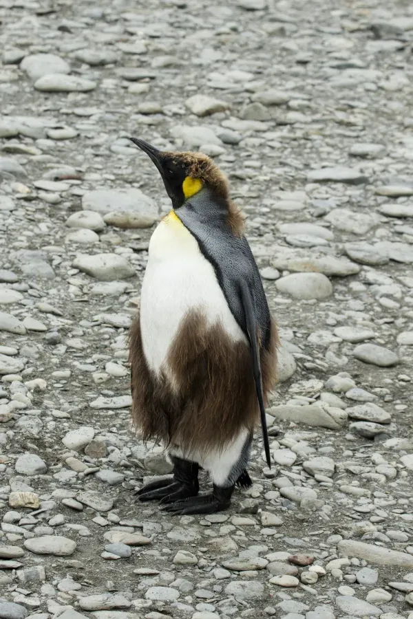 File:SGI-2016-South Georgia (Fortuna Bay)–King penguin (Aptenodytes patagonicus) 03.jpg
