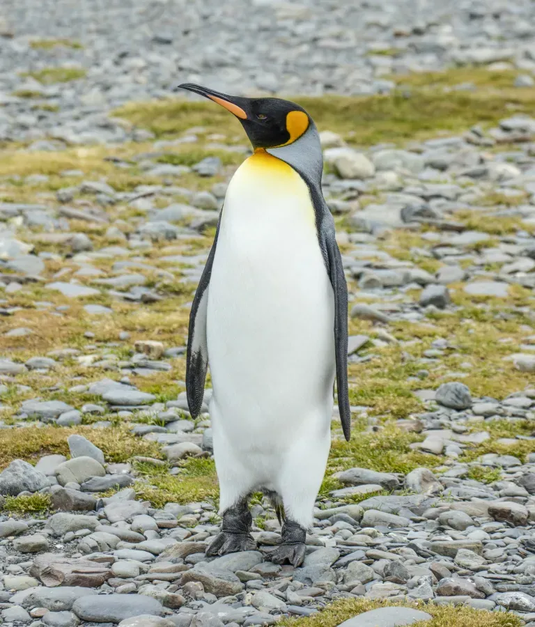 File:SGI-2016-South Georgia (Fortuna Bay)–King penguin (Aptenodytes patagonicus) 04.jpg