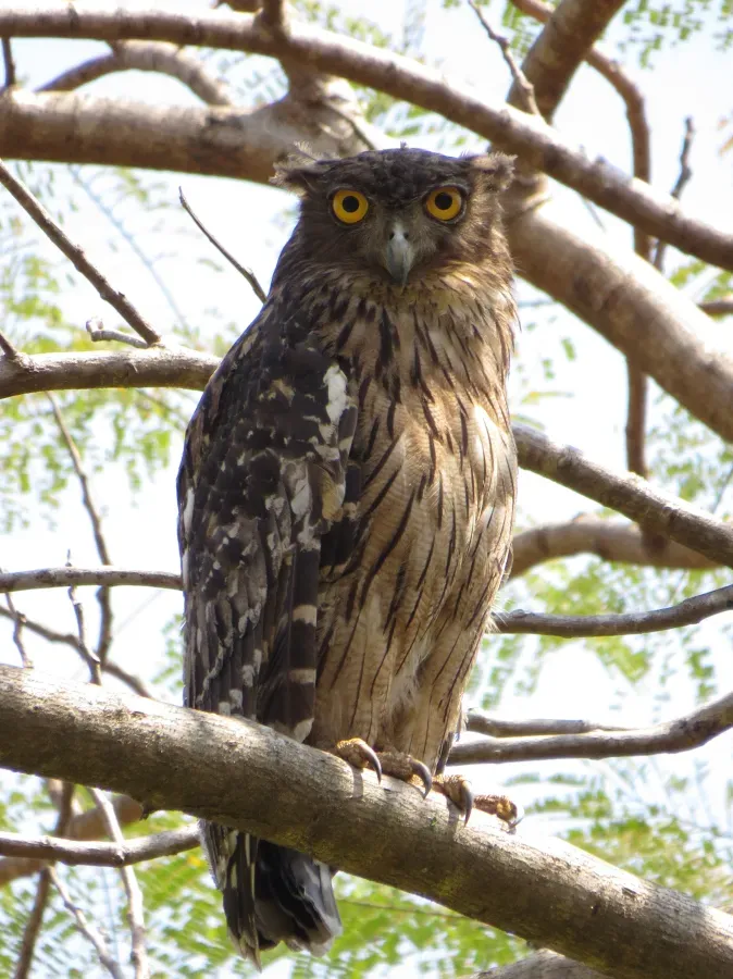 File:Brown Fish Owl (Ketupa zeylonensis) of Thrissur, Kerala.JPG