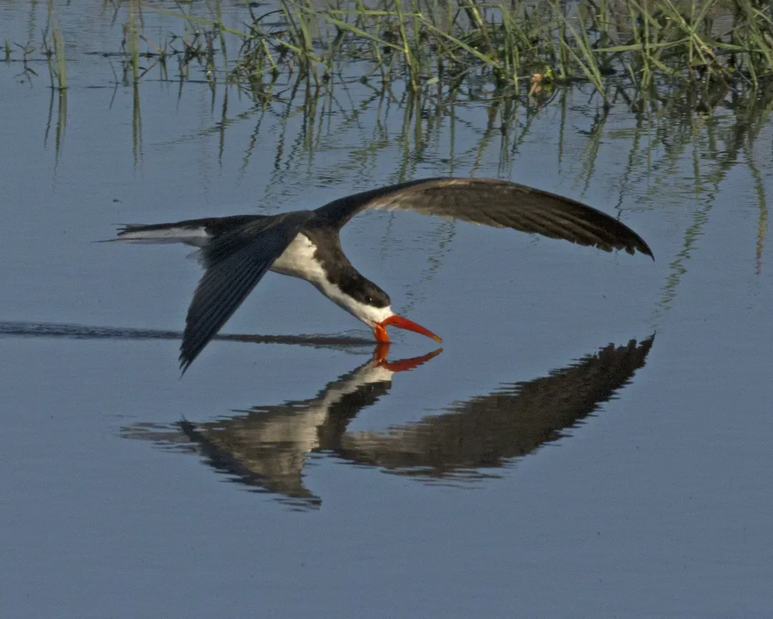 File:African Skimmer (Rynchops flavirostris) (24310826466).jpg