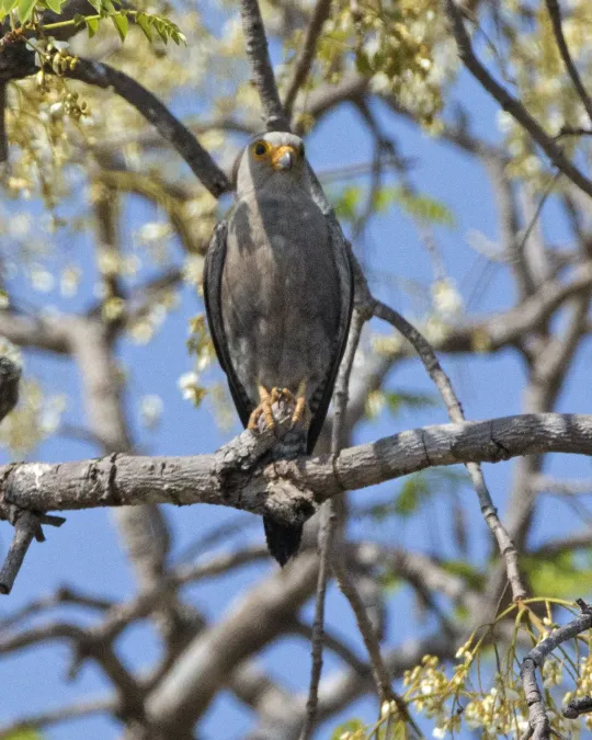 File:Falco dickinsoni (23792880205).jpg
