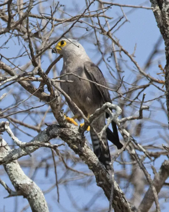 File:Dickinson's Kestrel ( Falco dickinsoni) (23166074523).jpg