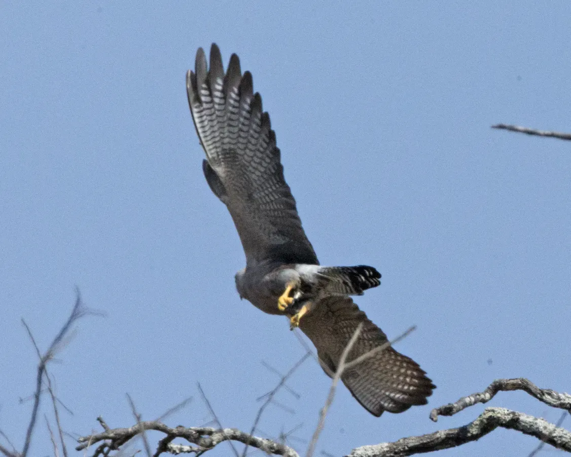File:Dickinson's Kestrel (Falco dickinsoni) (23792880935).jpg