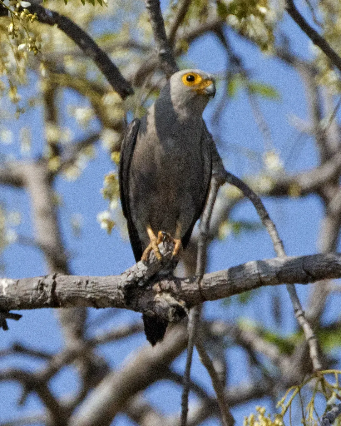 File:Dickinson's Kestrel (Falco dickinsoni) (23424942019).jpg