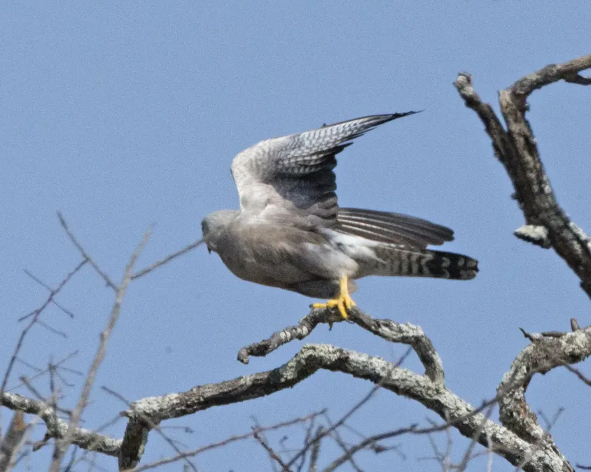 File:Dickinson's Kestrel (Falco dickinsoni) (23792881505).jpg