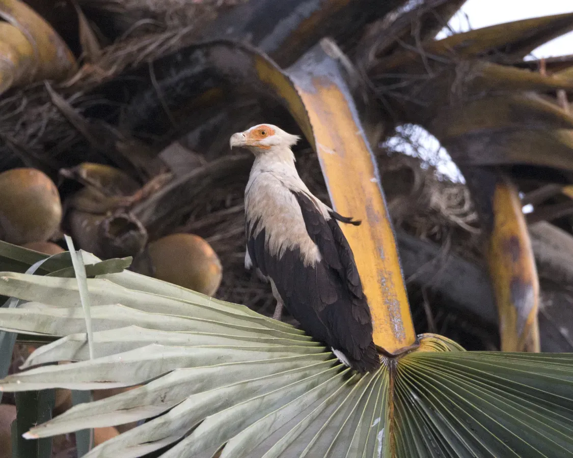 File:Palm-nut Vulture Gypohierax angolensis CF2P0579 (23166070003).jpg