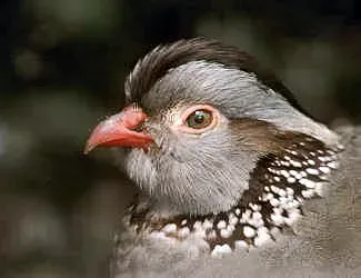 File:Stavenn Alectoris barbara.jpg