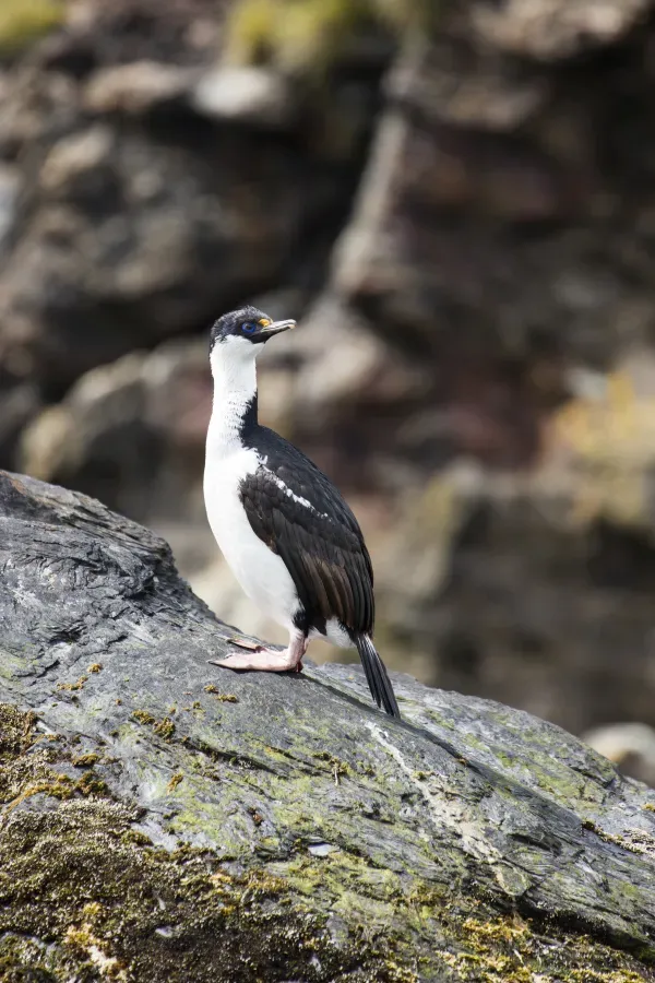 File:SGI-2016-South Georgia (Cooper Bay)–South Georgia Shag (Leucocarbo georgianus).jpg