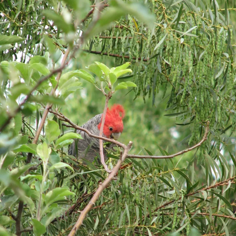 File:Gang-gang Cockatoo (Callocephalon fimbriatum)-3.jpg