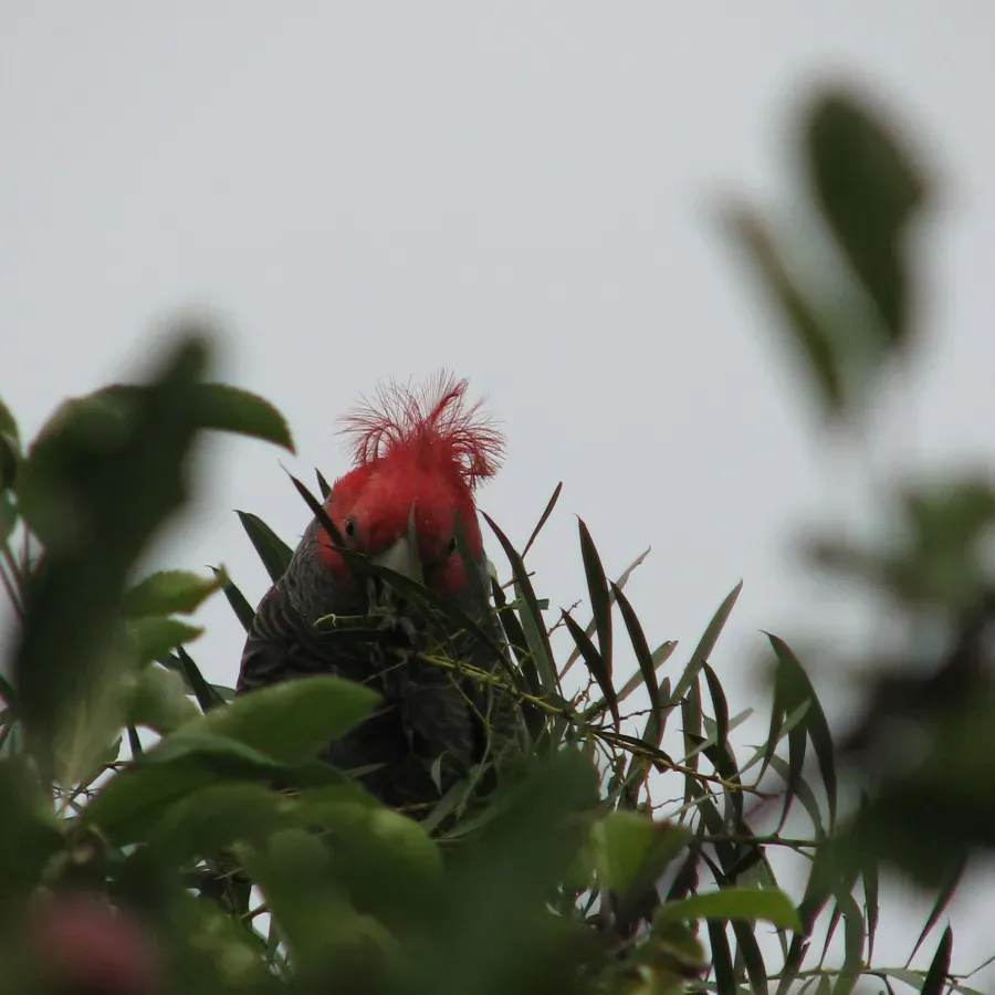 File:Gang-gang Cockatoo (Callocephalon fimbriatum)-4.jpg