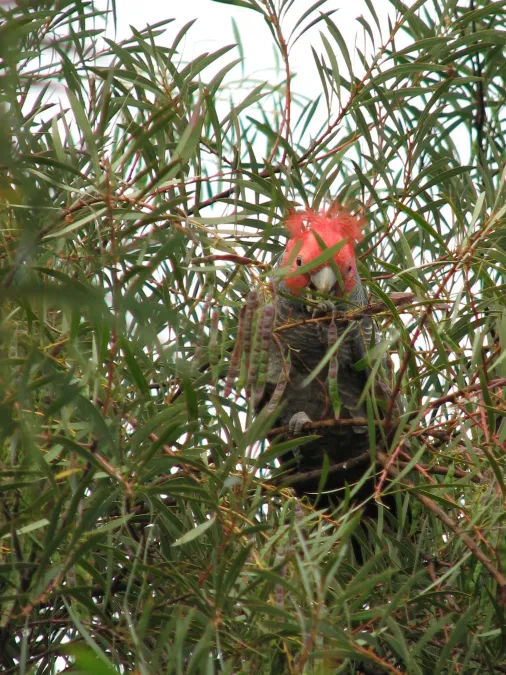 File:Gang-gang Cockatoo (Callocephalon fimbriatum)-5.jpg