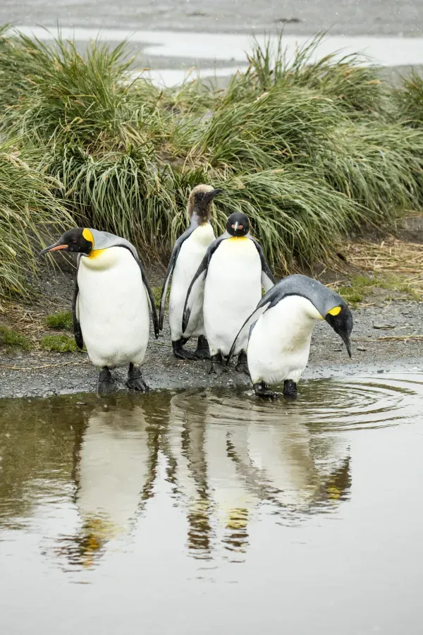 File:SGI-2016-South Georgia (Salisbury Plain)–King penguin (Aptenodytes patagonicus) 02.jpg
