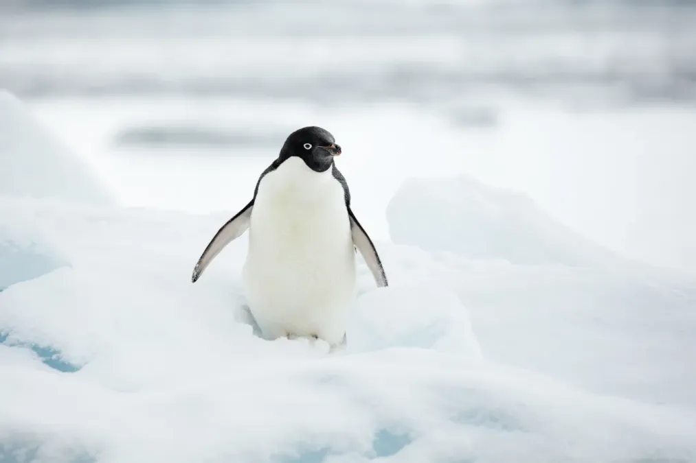 File:Hope Bay-2016-Trinity Peninsula–Adélie penguin (Pygoscelis adeliae) 02.jpg
