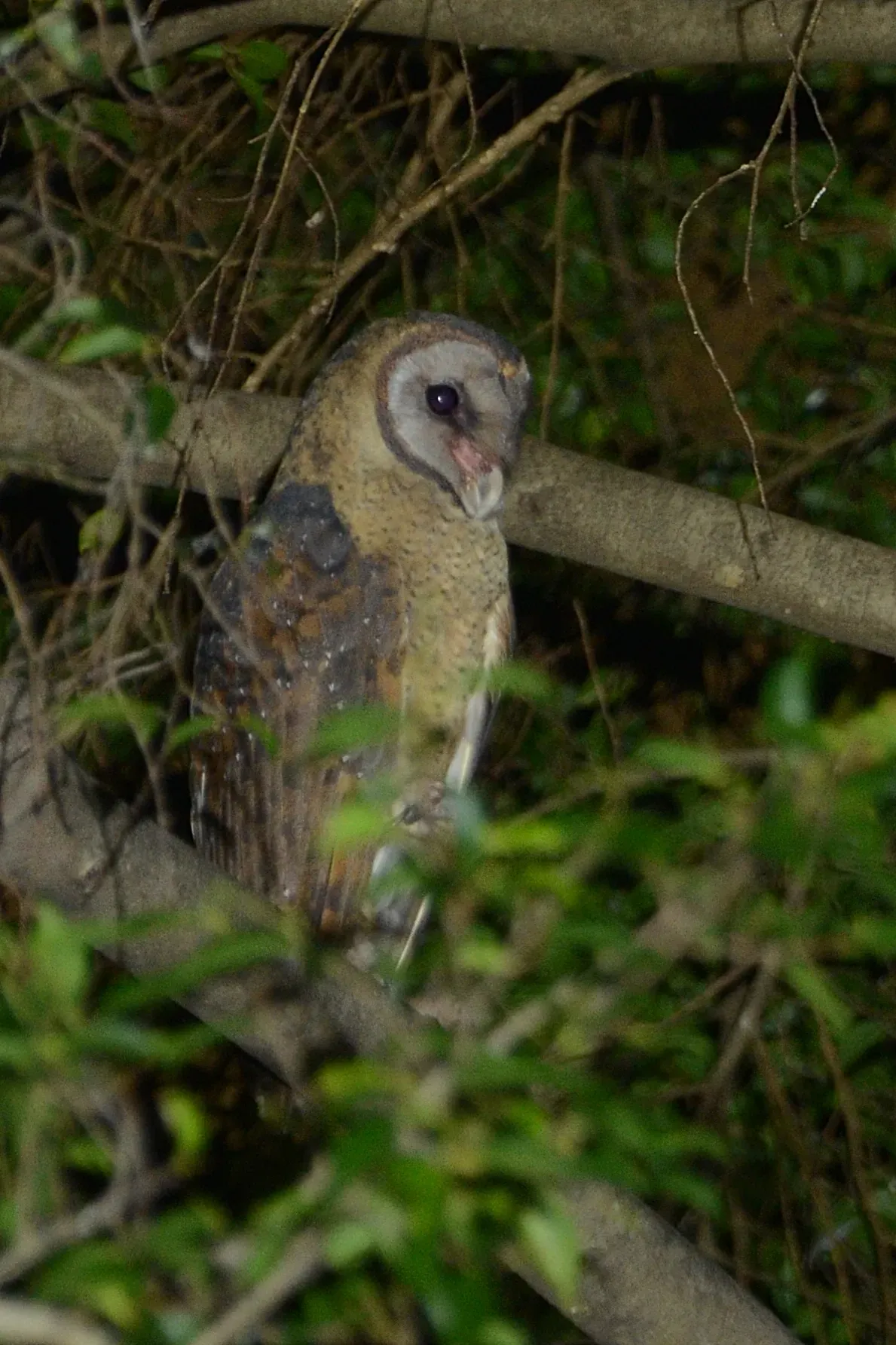 File:Tyto rosenbergii - Manado (2).JPG